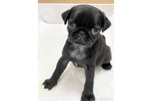 成約済の愛知県のパグ-250663の2枚目