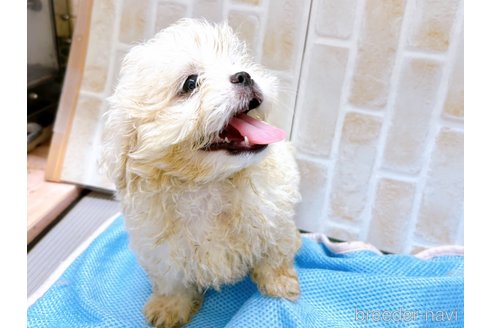 成約済の東京都のミックス犬-251967の8枚目