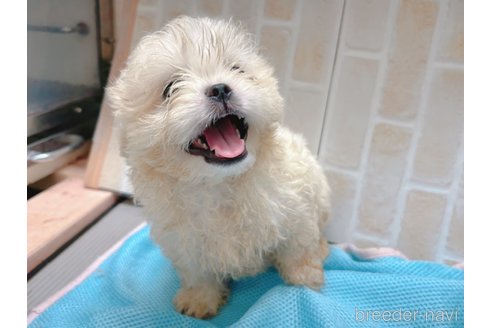 成約済の東京都のミックス犬-251967の2枚目