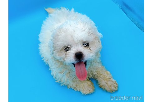 成約済の東京都のミックス犬-251967の3枚目