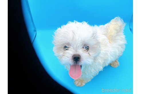 成約済の東京都のミックス犬-251967の4枚目