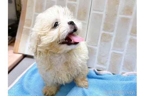 成約済の東京都のミックス犬-251967の5枚目