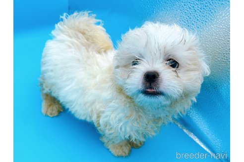 成約済の東京都のミックス犬-251967の6枚目