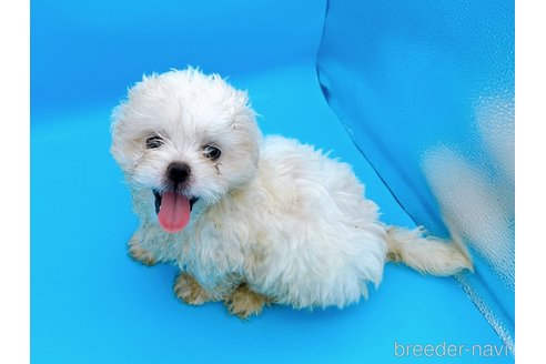 成約済の東京都のミックス犬-251967の7枚目