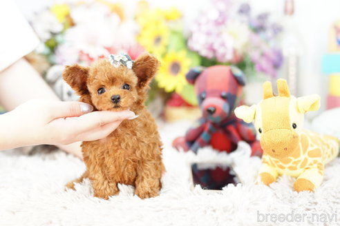 成約済の埼玉県のトイプードル-251968の2枚目