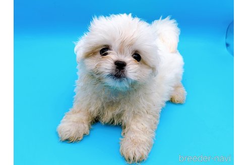 成約済の東京都のミックス犬-251969の3枚目