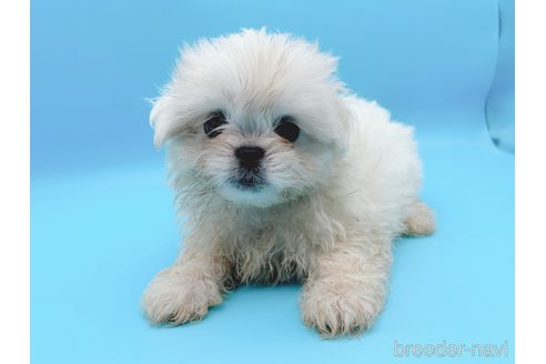 成約済の東京都のミックス犬-251969の4枚目
