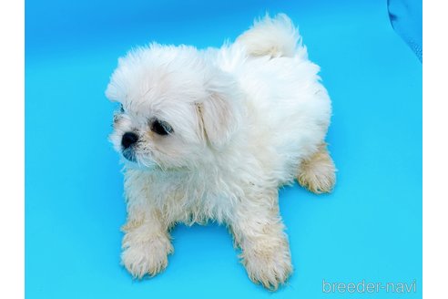 成約済の東京都のミックス犬-251969の5枚目