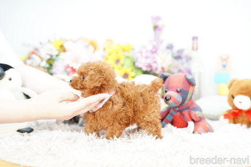 成約済の埼玉県のトイプードル-251974の5枚目