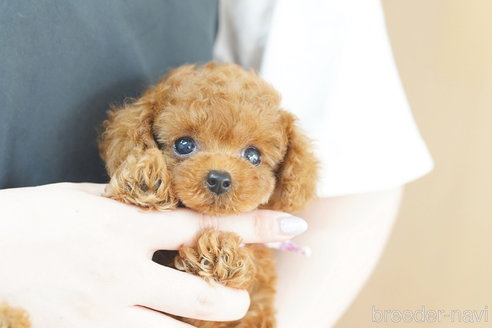 成約済の埼玉県のトイプードル-251974の4枚目