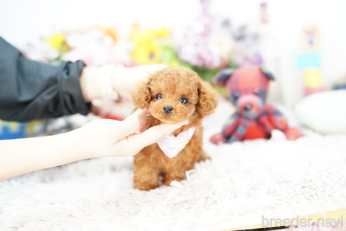 成約済の埼玉県のトイプードル-251974の3枚目