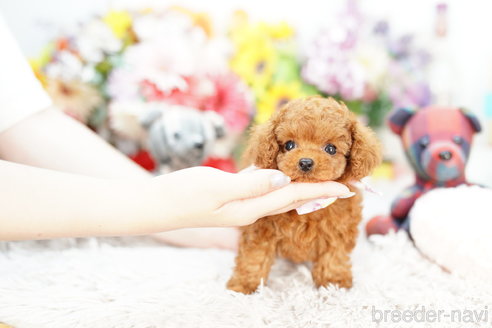 成約済の埼玉県のトイプードル-251974の2枚目
