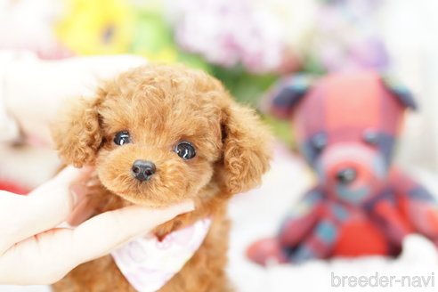 成約済の埼玉県のトイプードル-251974の1枚目