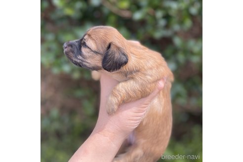 成約済の福岡県のミニチュアダックスフンド(ロングヘアード)-251995の4枚目