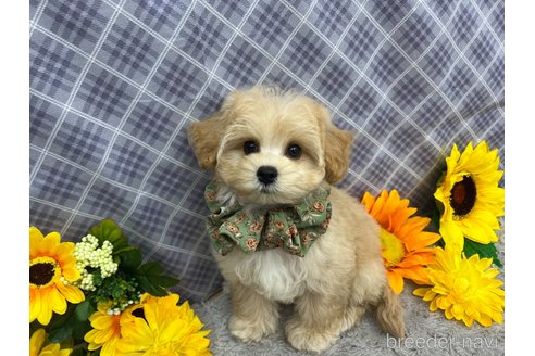 成約済の東京都のマルプー:マルチーズ×トイプードル-245594