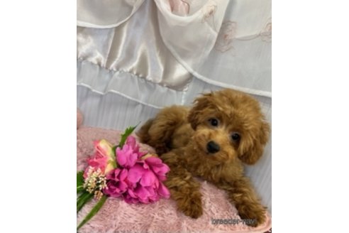 子犬