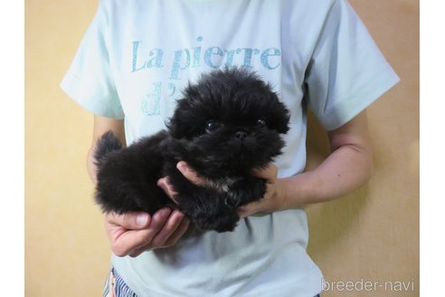 成約済の愛知県のペキニーズ-245053の1枚目