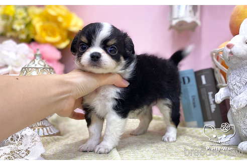 成約済の愛知県のチワワ(ロングコート)-252034の4枚目