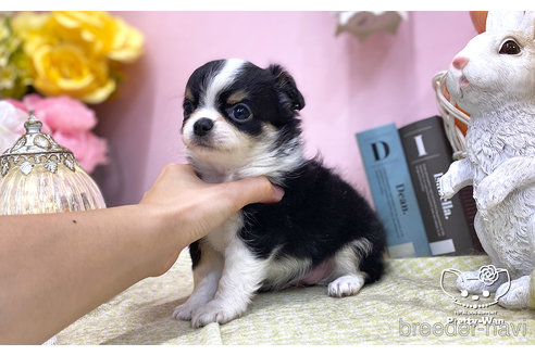 成約済の愛知県のチワワ(ロングコート)-252034の2枚目