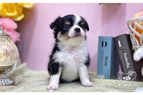 成約済の愛知県のチワワ(ロングコート)-252034の3枚目