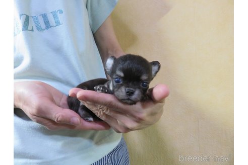 成約済の愛知県のチワワ(ロングコート)-249070の13枚目