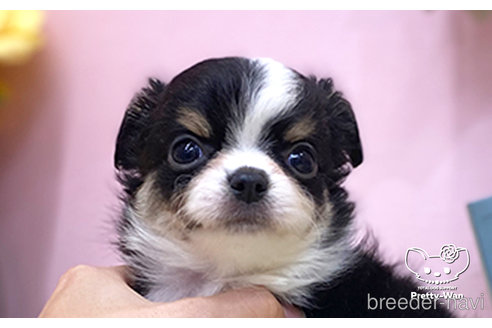 成約済の愛知県のチワワ(ロングコート)-252034