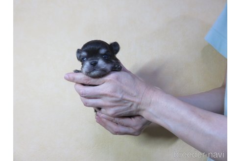 成約済の愛知県のチワワ(ロングコート)-250139の6枚目