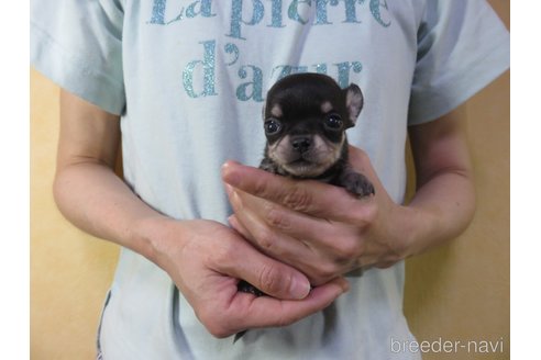 成約済の愛知県のチワワ(スムースコート)-250141の5枚目