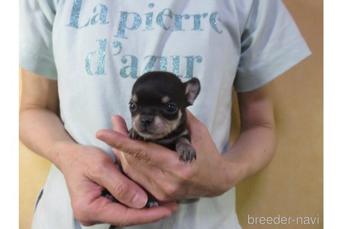 成約済の愛知県のチワワ(スムースコート)-250141の6枚目