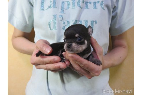 成約済の愛知県のチワワ(スムースコート)-250141の7枚目