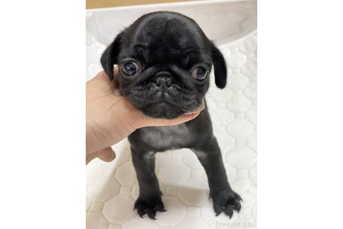 成約済の愛知県のパグ-250662の1枚目