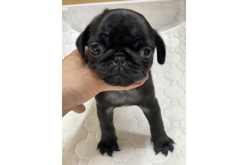 成約済の愛知県のパグ-250662の2枚目