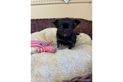 成約済の愛知県のチワワ(ロングコート)-252056の1枚目