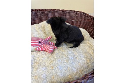 成約済の愛知県のチワワ(ロングコート)-252056の2枚目