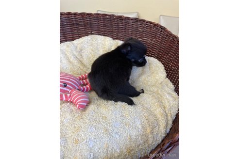 成約済の愛知県のチワワ(ロングコート)-252056の4枚目