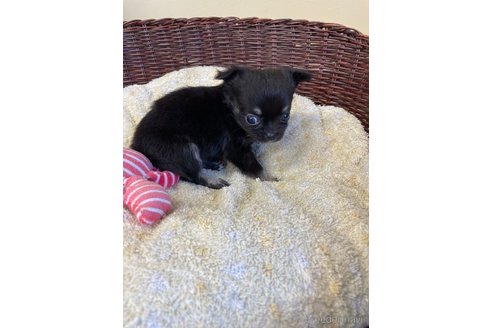 成約済の愛知県のチワワ(ロングコート)-252056の3枚目