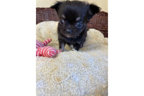 成約済の愛知県のチワワ(ロングコート)-252056の5枚目