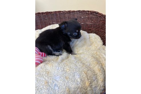 成約済の愛知県のチワワ(ロングコート)-252056の6枚目