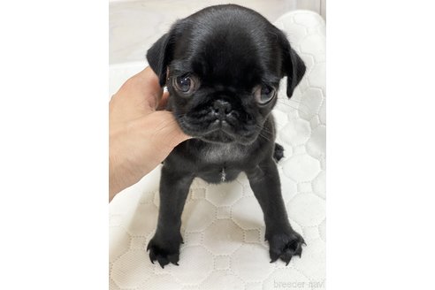成約済の愛知県のパグ-250663の1枚目