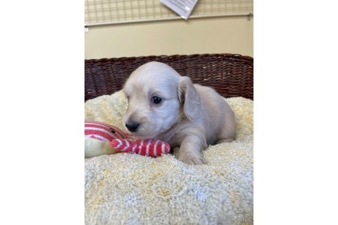 成約済の愛知県のミニチュアダックスフンド(ロングヘアード)-252059の1枚目