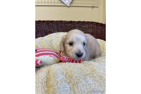 成約済の愛知県のミニチュアダックスフンド(ロングヘアード)-252059の5枚目