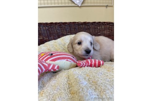 成約済の愛知県のミニチュアダックスフンド(ロングヘアード)-252059の6枚目