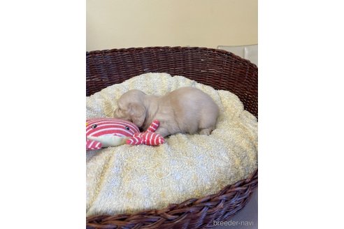 成約済の愛知県のミニチュアダックスフンド(ロングヘアード)-252059の2枚目