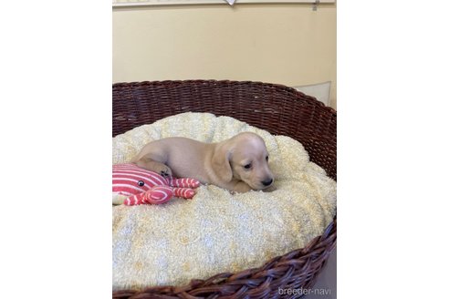 成約済の愛知県のミニチュアダックスフンド(スムースヘアード)-252062の2枚目