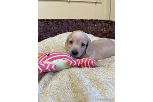 成約済の愛知県のミニチュアダックスフンド(スムースヘアード)-252062の1枚目