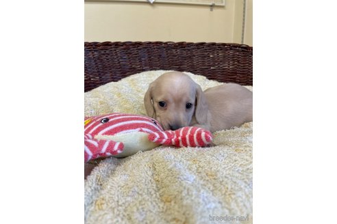 成約済の愛知県のミニチュアダックスフンド(スムースヘアード)-252062の4枚目