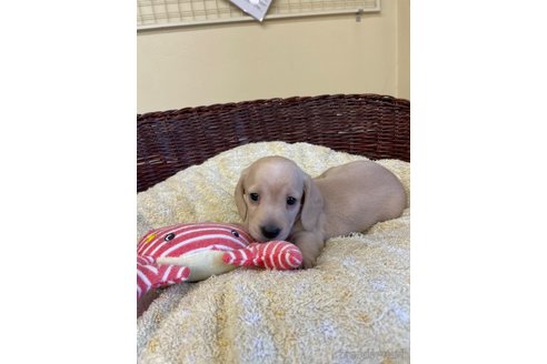 成約済の愛知県のミニチュアダックスフンド(スムースヘアード)-252062の5枚目