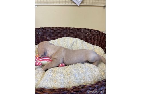 成約済の愛知県のミニチュアダックスフンド(スムースヘアード)-252062の6枚目