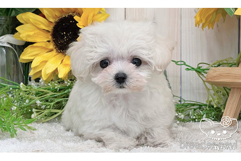 成約済の愛知県のマルプー:マルチーズ×トイプードル-252080の2枚目