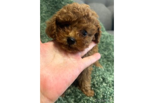 成約済の愛媛県のティーカッププードル-247601の8枚目